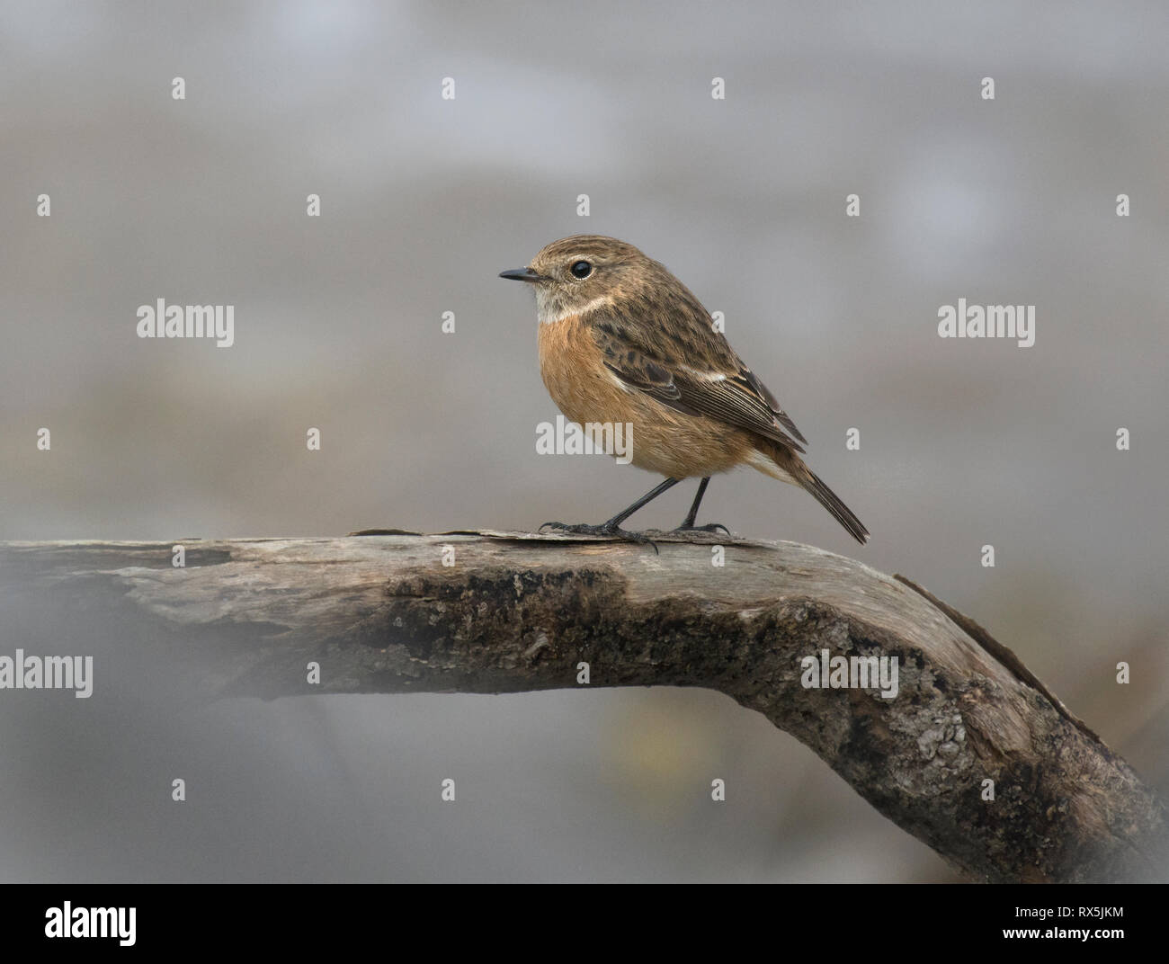 Saxicola torquata Stonechat, femelle, sur morceau de bois flotté, Lancashire, UK Banque D'Images