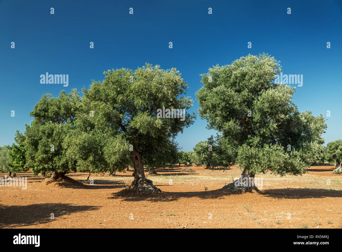 Plantation olive méditerranéenne avec un vieil olivier au premier plan. Banque D'Images