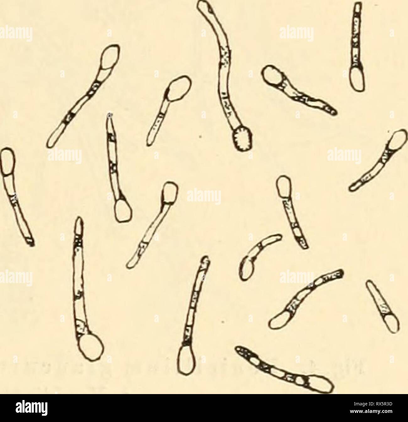 Dans Agrikulturmykolgie Einfhrung die (1912) dans Agrikulturmykolgie einfhrungindieag Einfhrung die00koss Année : 1912 Der Kreislauf des Kohlenstoffs Sauerstoffs Wasserstoffs, und. 7 auf die Bedeutung der zelluloselösenden Mikroorganismen für die Zersetzung von Pflanzenresten im Boden machten kürzlich G. Rossi und F. Guarneri (1) besonders aufmerksam. Wichtig ist auch die durch Mikroorganismen bewirkte Zerstörung der reichlich und im Boden Dünger vorkommenden pentosane, die nach Untersuchungen von und den Dox Neidig (1) l'Aspergillus niger, Aspergillus fumigatus, Aspergillus clavatus, Penicillium Banque D'Images