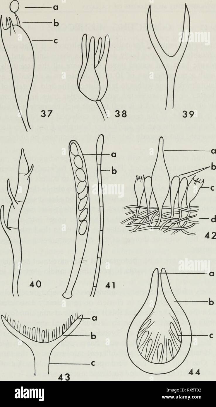 Champignons vénéneux et comestibles de champignons vénéneux et comestibles du Canada ediblepoisonousm00grov Année : 1979 Les figures 37 à 40. Semidiagrammatic dessins illustrant divers types de basides : 37 baside, d'une spore (Agaricaceae, b, c baside stérigmates) ; 38, baside de Tremellaceae longi- tudinal avec septa ; 39, de Dacrymycetaceae très fourchue baside baside, 40 ; d'Auricularia- ceae avec cloisons transversales. La figure 41. Dessin d'un Semidiagrammatic : asque contenant des ascospores, paraphysis b. La figure 42. Schéma illustrant une petite section de la scie d'un champignon : un cystidium b, paraphyse Banque D'Images