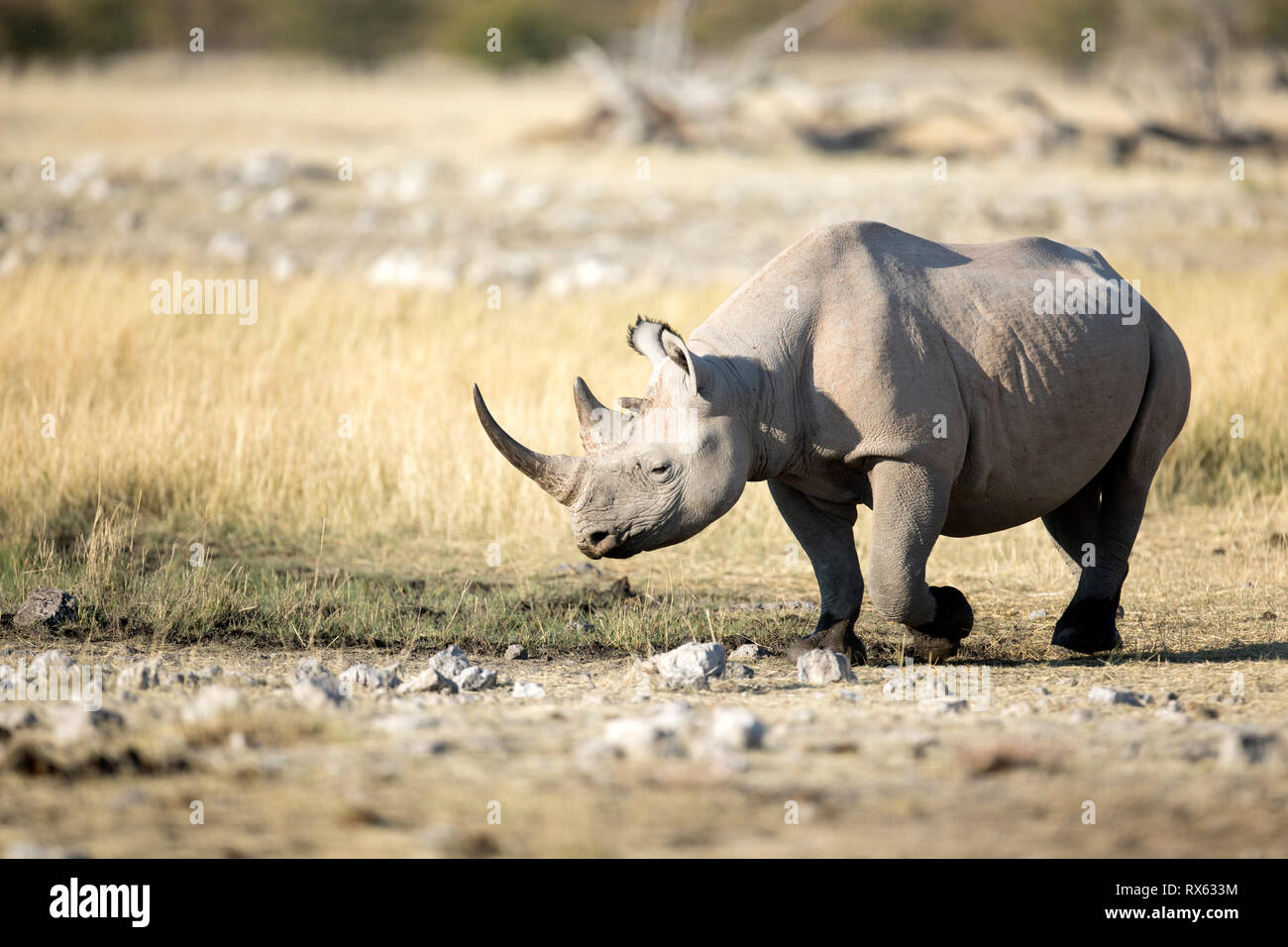 Un rhinocéros à Rietfontein à Etosha National Park, Namibie. Banque D'Images