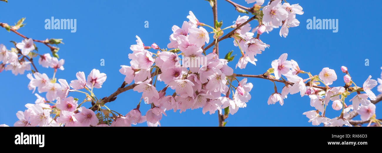 Printemps rose fleur de cerisier, ciel bleu fond panoramique Banque D'Images