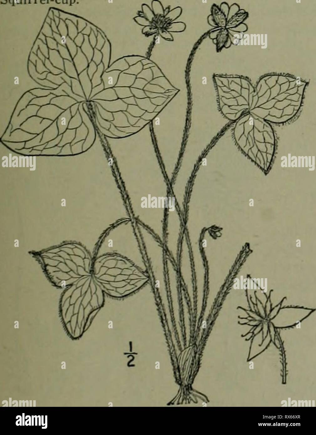 Une flore illustrée de la flore illustrée du nord des États-Unis, le Canada et les possessions britanniques : de Terre-Neuve jusqu'au parallèle de la limite sud de la Virginie et de l'océan Atlantique à l'ouest jusqu'à la 102e méridien d'illustratedflo2ED02brit Année : 1913 2. Hepatica acutiloba DC. Sharp- lobées ou du coeur ou du foie foie-feuille- millepertuis. Fig. 1890. Hepatica U 391 Septembre riloba var. acuta Pursh, FI. Suis hepatica, un utiloba:DC. Prodr. i ; 22. 1824. Hepatica m 6 : 234. :Ula Britton, Ann. N. Y. Acad. Sci 1891. D'ail 4'-9' de hauteur, velue. Plante ressemblant étroitement à la précédente, différents Banque D'Images