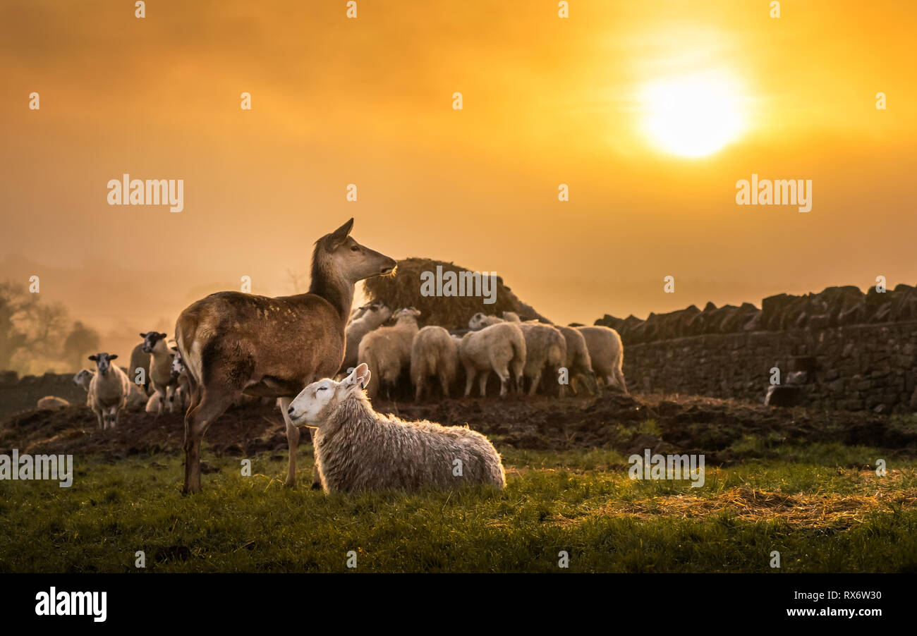 Un cerf et un troupeau de moutons bénéficiant d'un lever de soleil à Broadway Cotswolds Banque D'Images