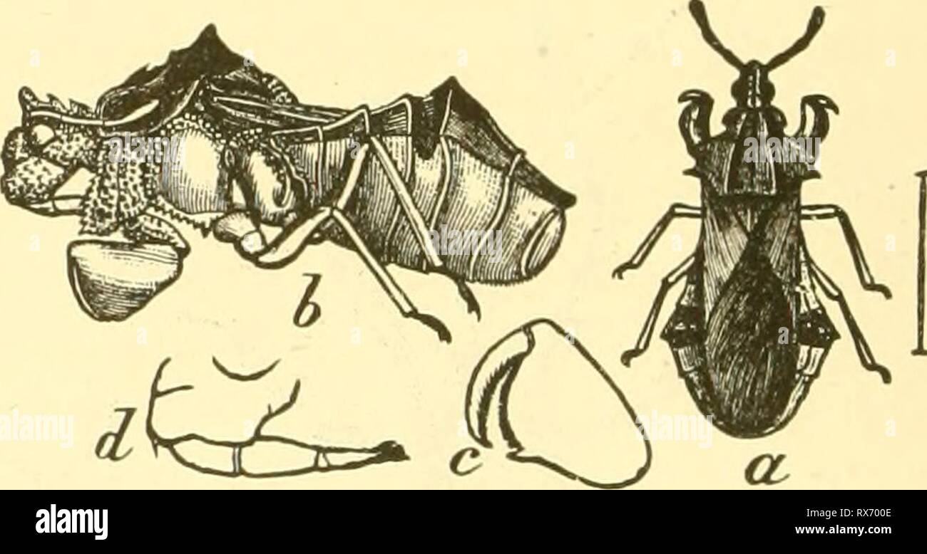 Entomologie économique pour l'agriculteur entomologie économique pour l'agriculteur et producteur de fruits-economicentomolo Année : 1906 smit01Nabis/iisca. Phymata erosa.-a, b, des profils, de dessus et de côté ; c, jambe avant ; d, bec. longueur, elle est puissante sufficiendy à détenir et à conquérir même les abeilles mellifères. Les papillons sont souvent les victimes, et c'est une des formes plus étrange dans cet ordre. On trouve parfois sur la face inférieure des feuilles des arbres et arbustes, litde blanchâtres, télévision, créatures avec de la gaze-like, aile large- couvre, et un large, la gaze-comme couvrant l'expansion du thorax. Elles appartiennent à la famille Tingitidce et ar Banque D'Images