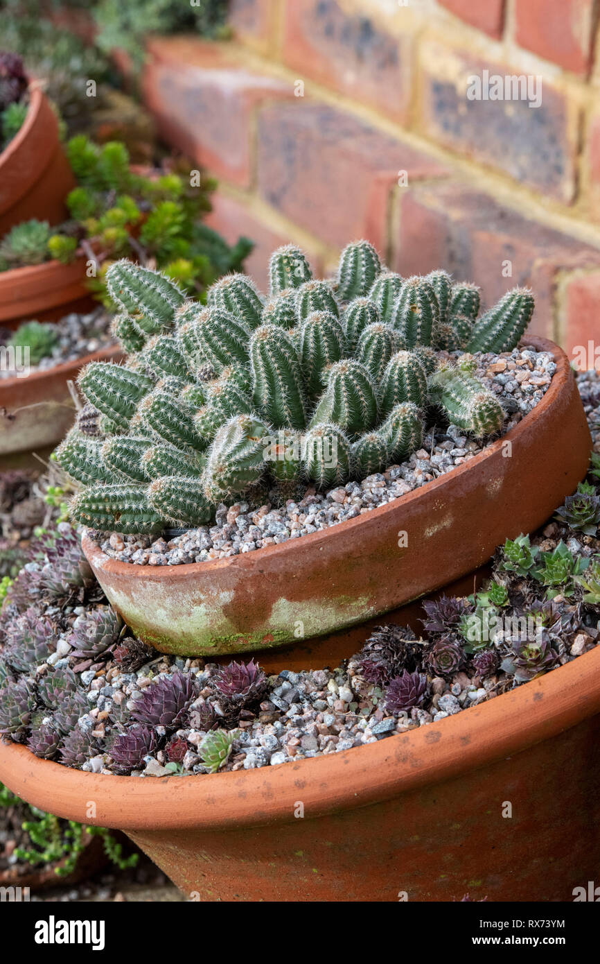 Sempervivum Cactus et plantes en pot au début du printemps Banque D'Images