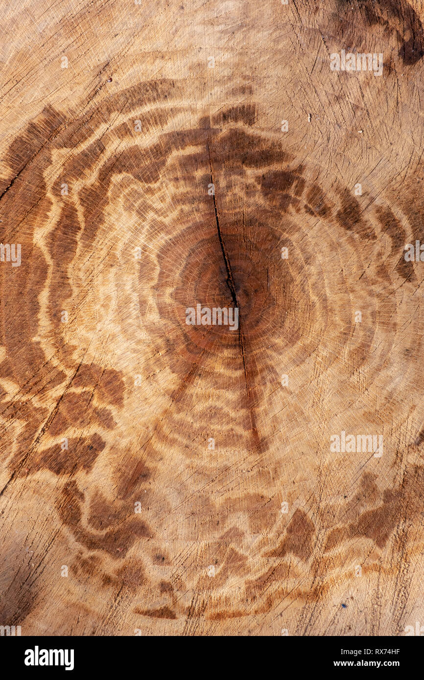 Les anneaux de croissance des arbres. Modèle de tronc d'arbre scié Banque D'Images