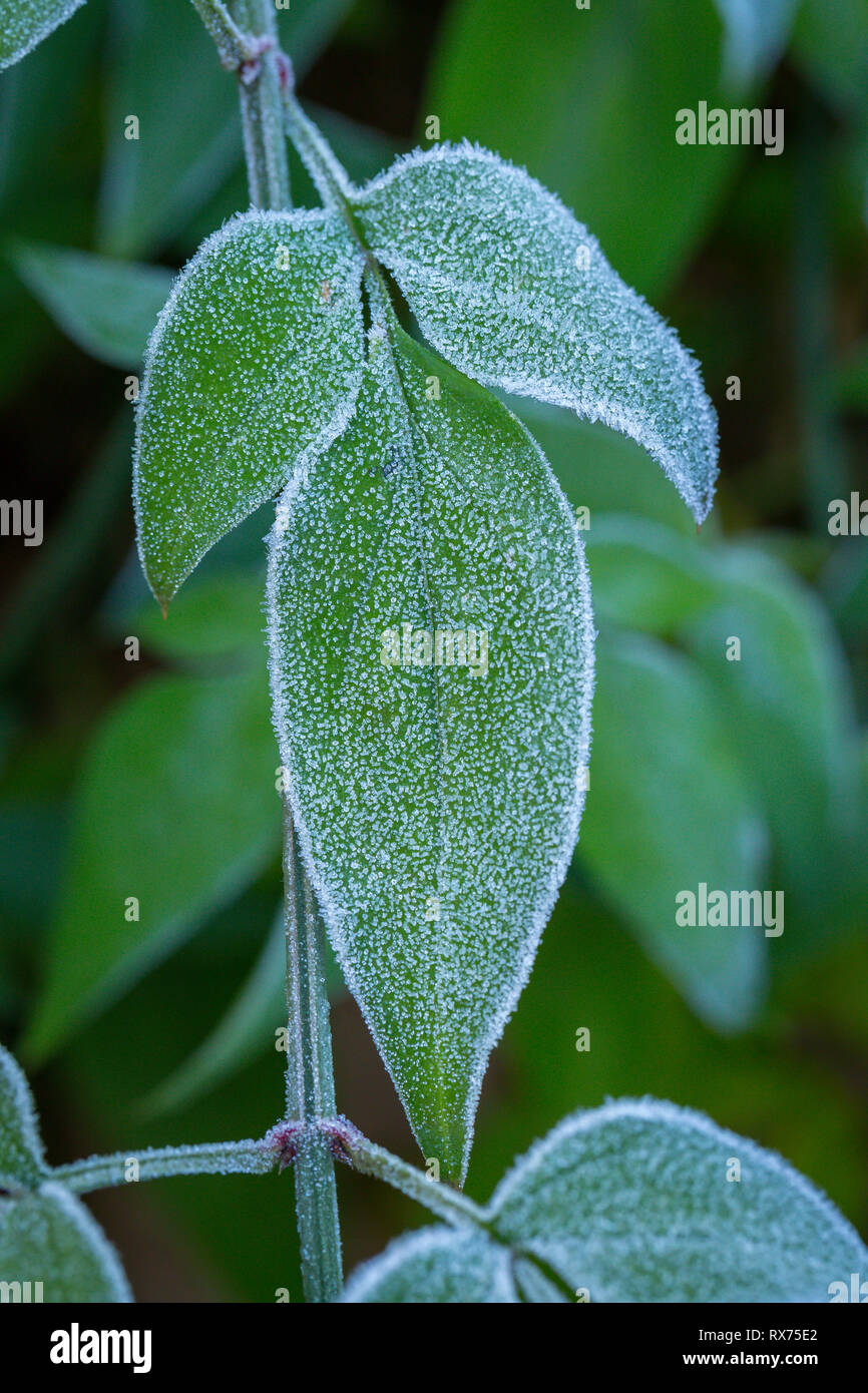 Des cristaux de glace (givre) sur les feuilles des plantes vertes Banque D'Images