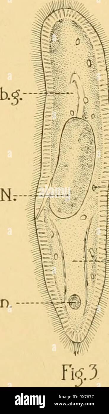 Les effets de l'inanition et Banque D'Images