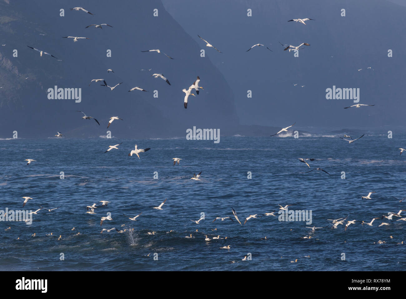 La chasse pour la nourriture des oiseaux, fou de bassan, Morus bassanus, réserve écologique de Cape St. Mary's, Terre-Neuve, Canada Banque D'Images