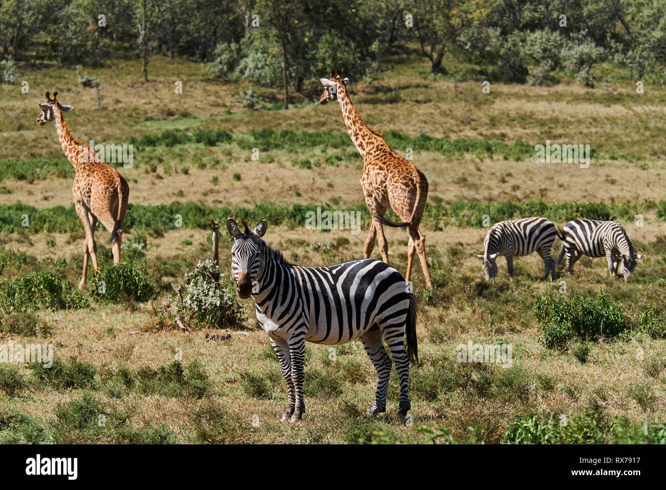 Kenya, comté de Nakuru, Hell's Gate National Park, zèbre et girafe Banque D'Images