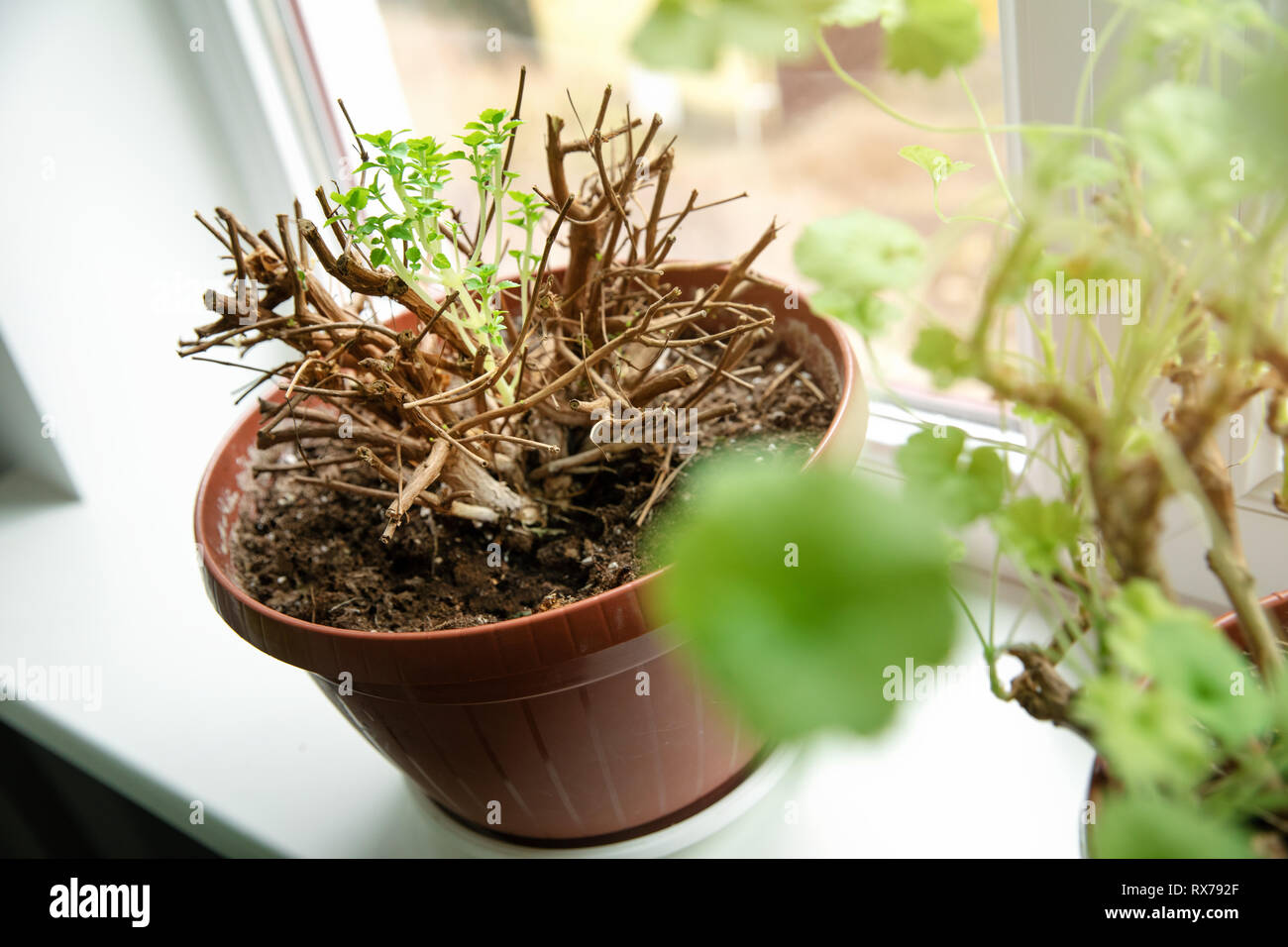 De nouvelles pousses au printemps en pot de fleur fuchsia on windowsill Banque D'Images