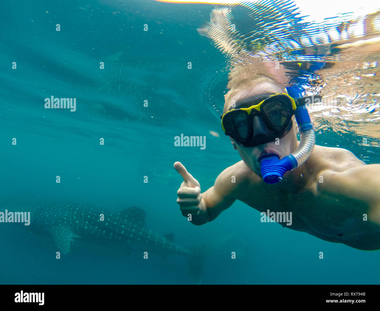 Jeune homme en apnée sous l'eau avec un grand requin baleine. Ningaloo Reef Australie Banque D'Images