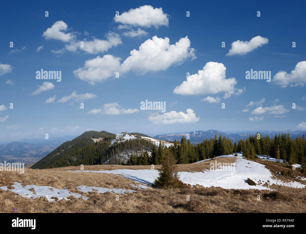 Paysage de printemps dans les montagnes. Forêt de sapins sur les pentes. Beau temps avec ciel bleu et les cumulus. Carpates, l'Ukraine, l'Europe Banque D'Images