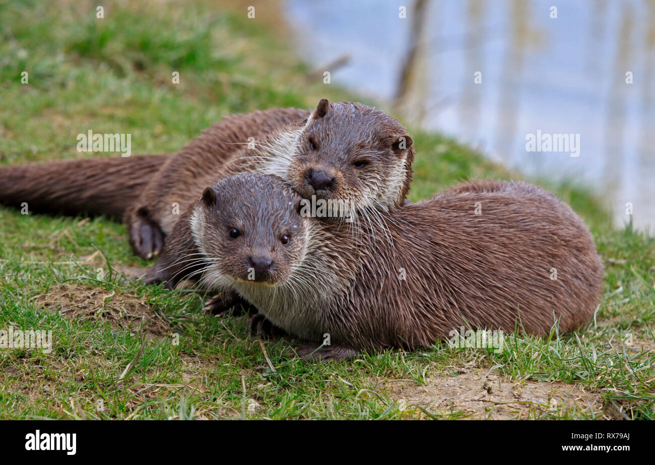 Deux d'eurasie des loutres (Lutra lutra) Banque D'Images