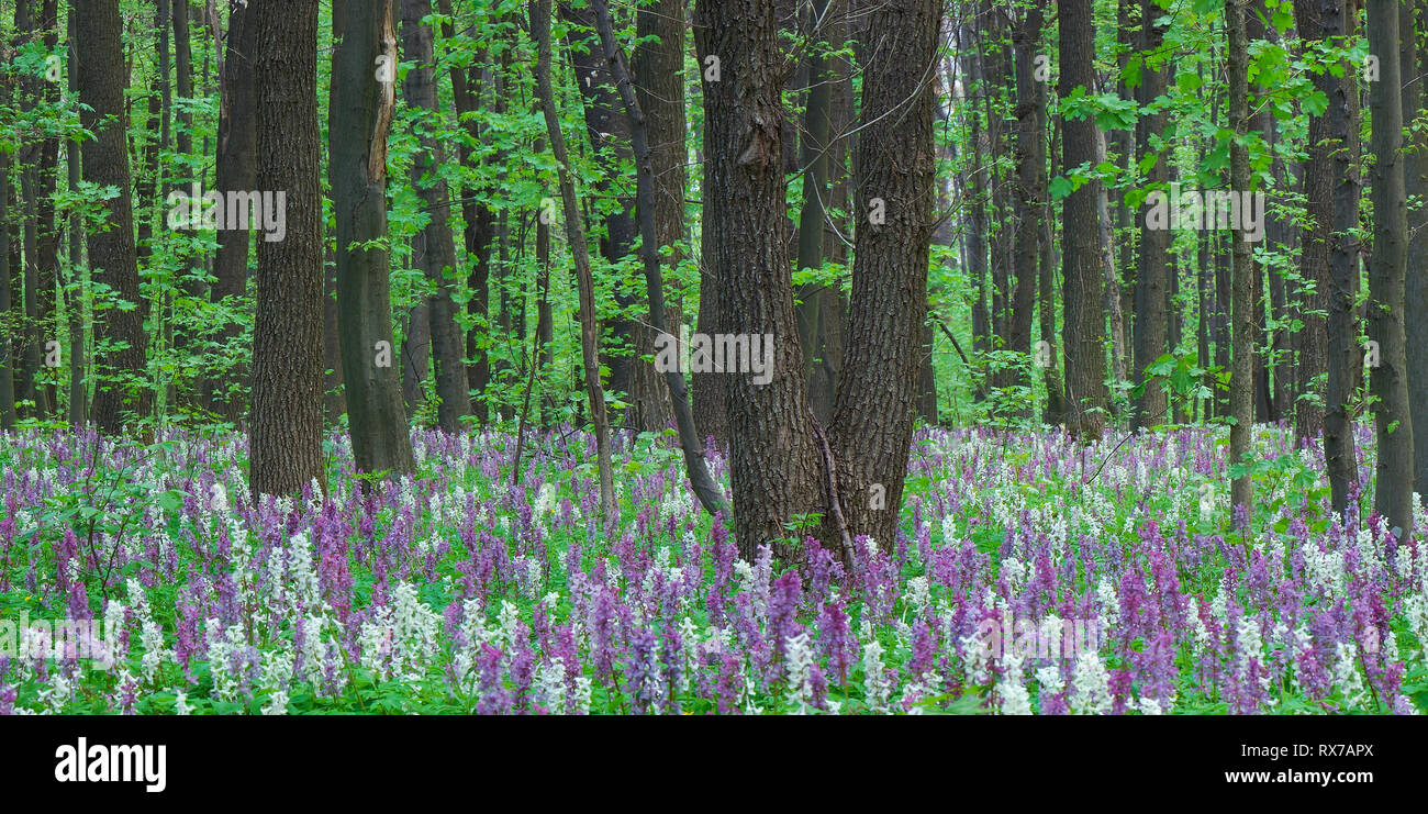 Paysage de forêt avec primevère. Beauté dans la nature Banque D'Images