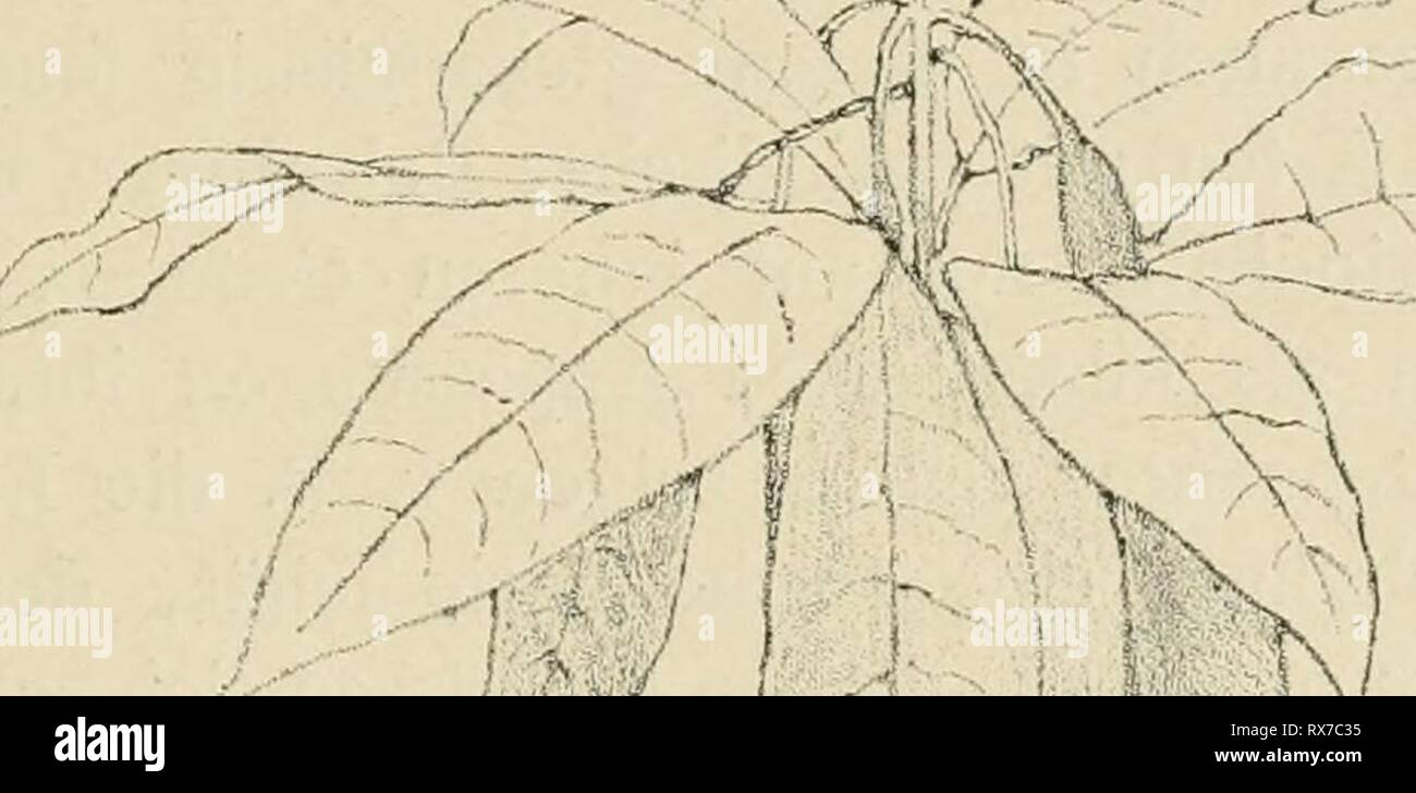 Eine botanische, Tropenreise malayische Vegetationsbilder indo-Eine botanische, Tropenreise malayische Vegetationsbilder indo-einebotanischetr Reiseskizzen und habe1893Année : 1893 Laubentfaltung. 119 massen heraus und bildet ein alsbald 15-20 cm langes Blätter- büschel von rosenrother zarter, Licht und Farbe, das schlaff locker. herabhängt Die sich Rasch verlängern Büschel bis auf ca. 30 cm, ihre rosige Färbung wird immer lichter und zeigt alle jene fein abgetönten Nuancen, welche uns une Theerose schönen und sehr entzücken donc. Man kann sich vorstellen, wie sich diese zahlreichen reizvoll b Banque D'Images