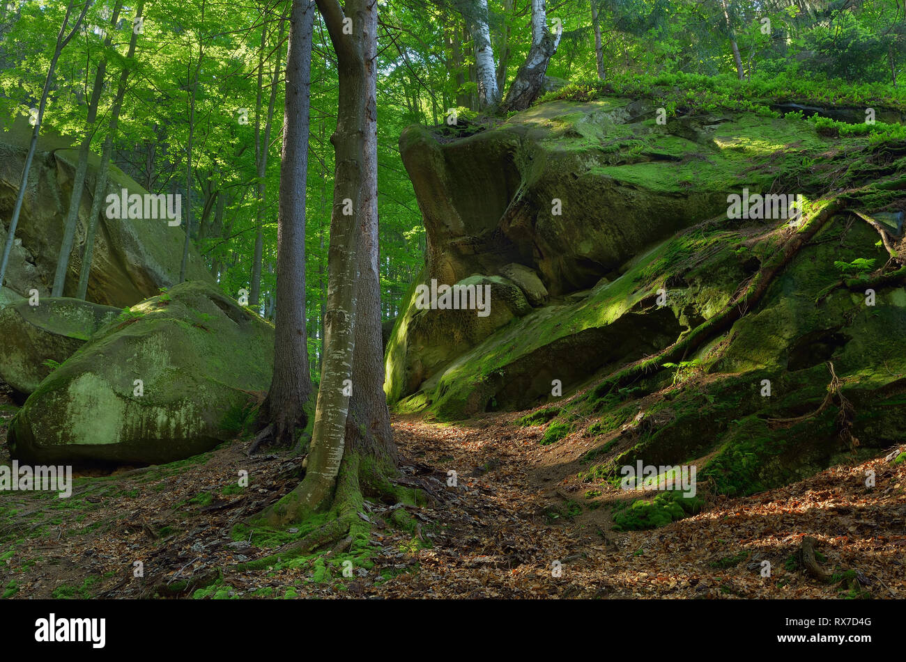 Paysage de printemps dans la forêt. La mousse sur les roches et les racines des arbres. Beauté dans la nature Banque D'Images