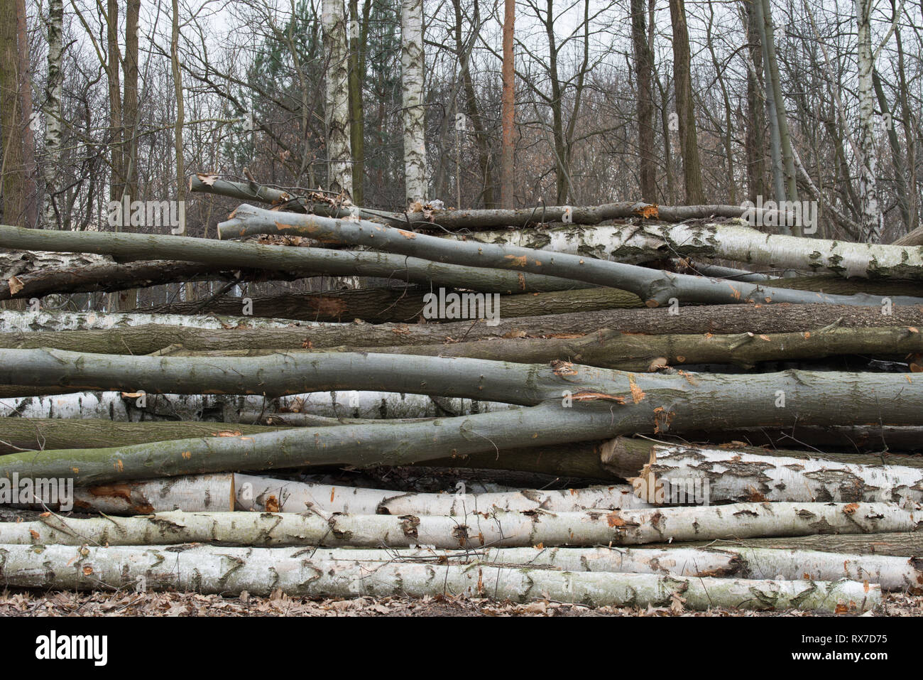 Couper du bois de sciage de différentes espèces forestières Banque D'Images