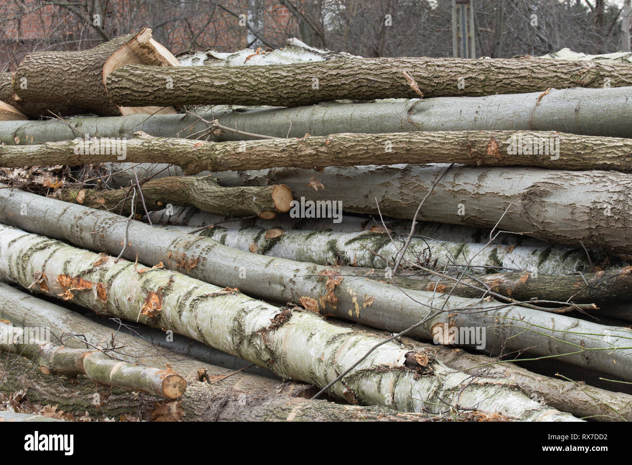 Couper du bois de sciage de différentes espèces forestières Banque D'Images