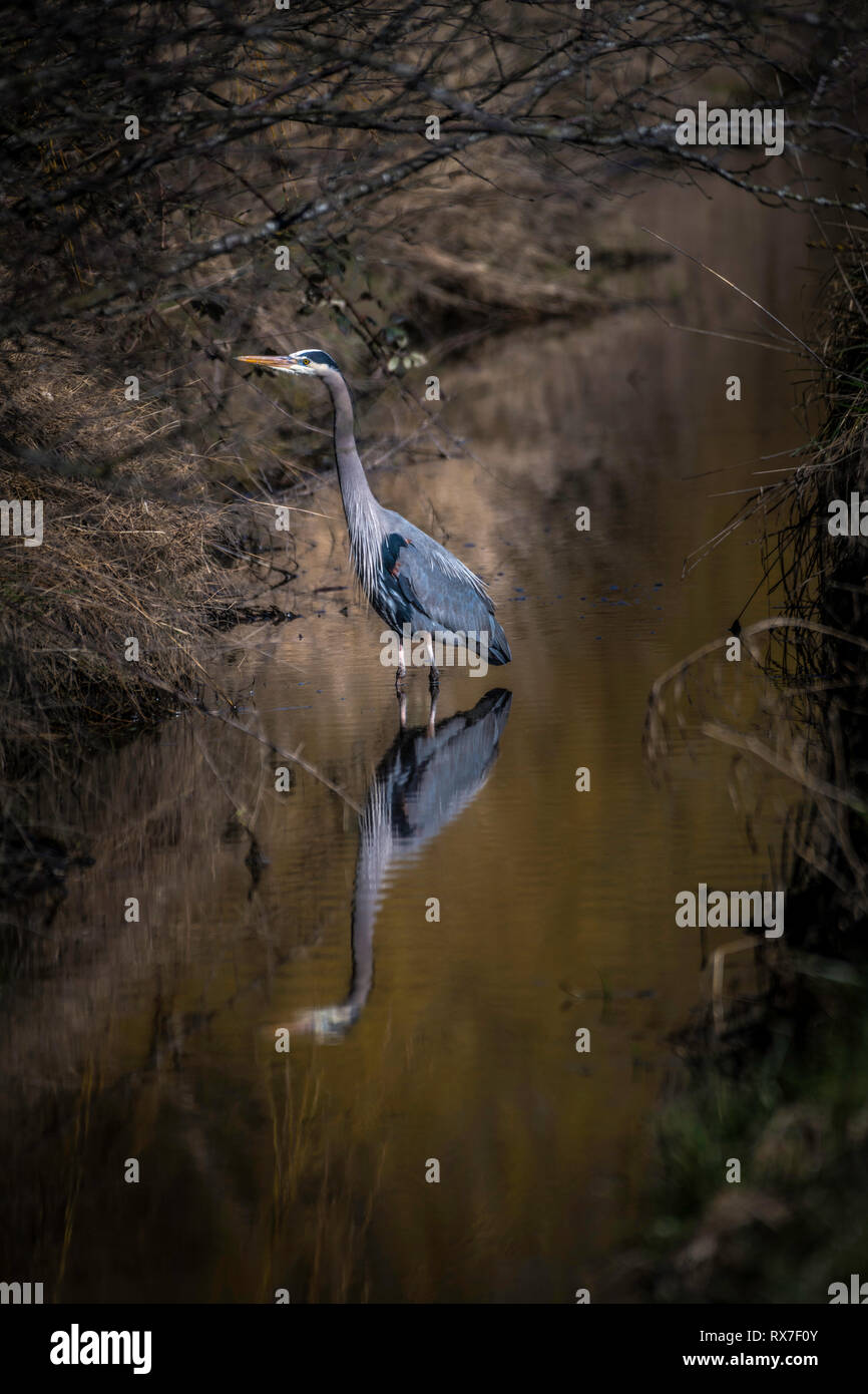 Le grand héron est un grand échassier de la famille des hérons Ardeidae, commune près des rives d'eau libre et dans les zones humides sur la plus grande partie de l'Amérique du Nord Banque D'Images