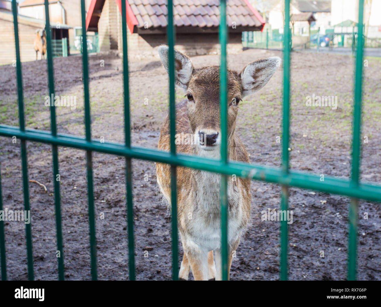 Chevreuil dans un mini-zoo, parc animalier, cerfs enfermés dans une cage mignon Banque D'Images