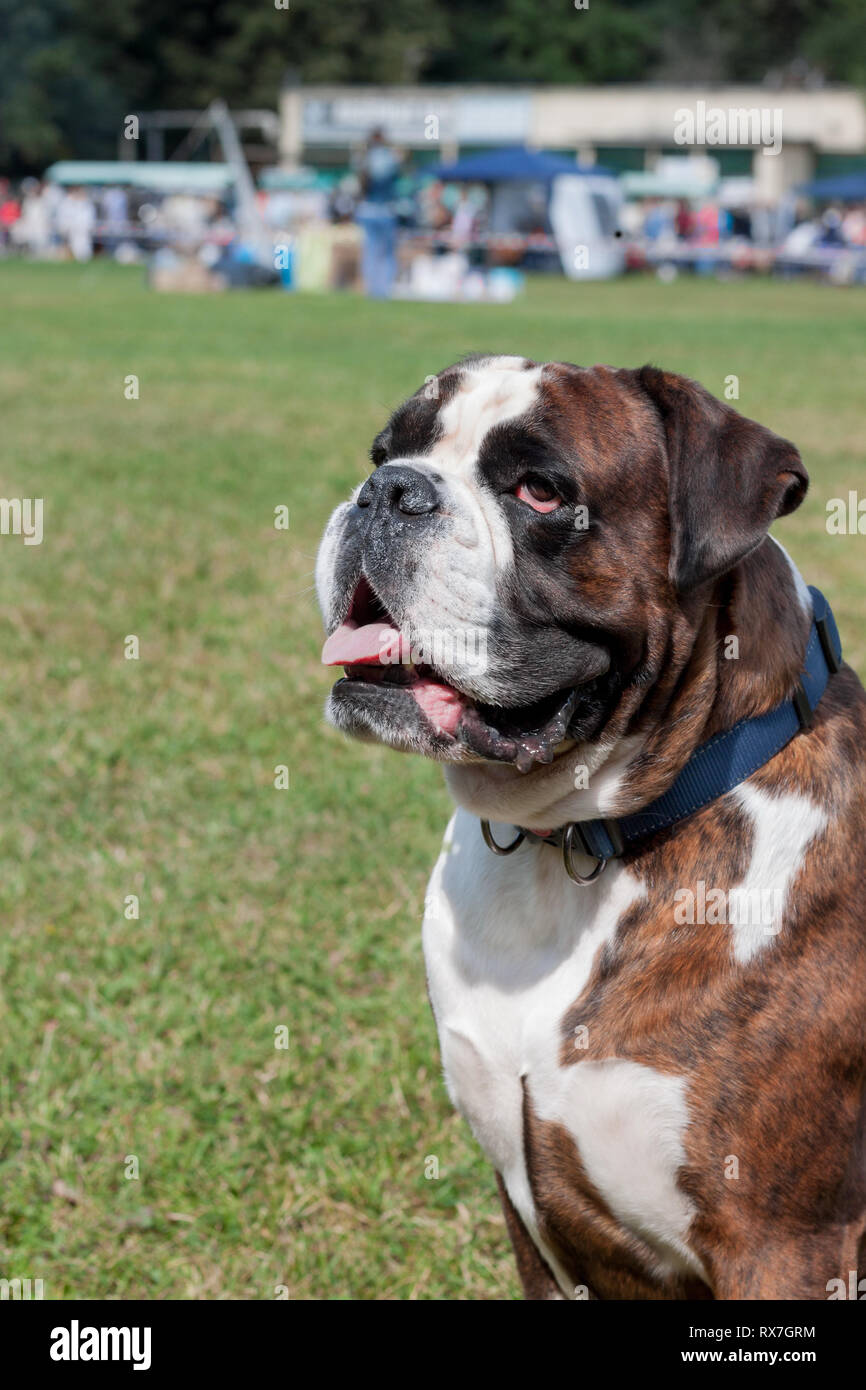 Chiot Boxer Bringe Avec Marquage Blanc Est Assis Sur Un Pre Vert Animaux De Compagnie Chien De Race Pure Photo Stock Alamy