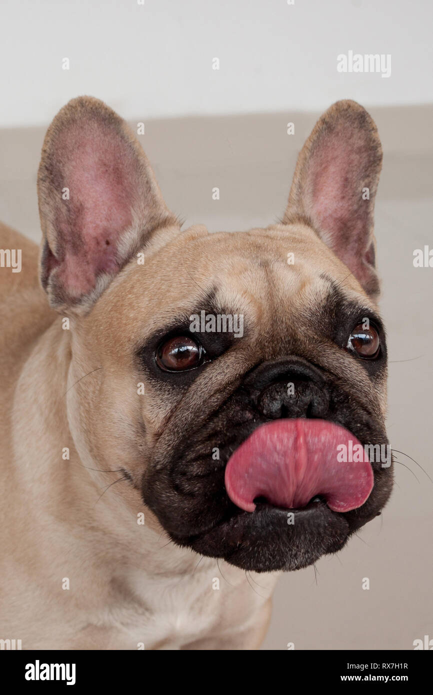 Fauve Masque Noir Chiot Bouledogue Français Close Up