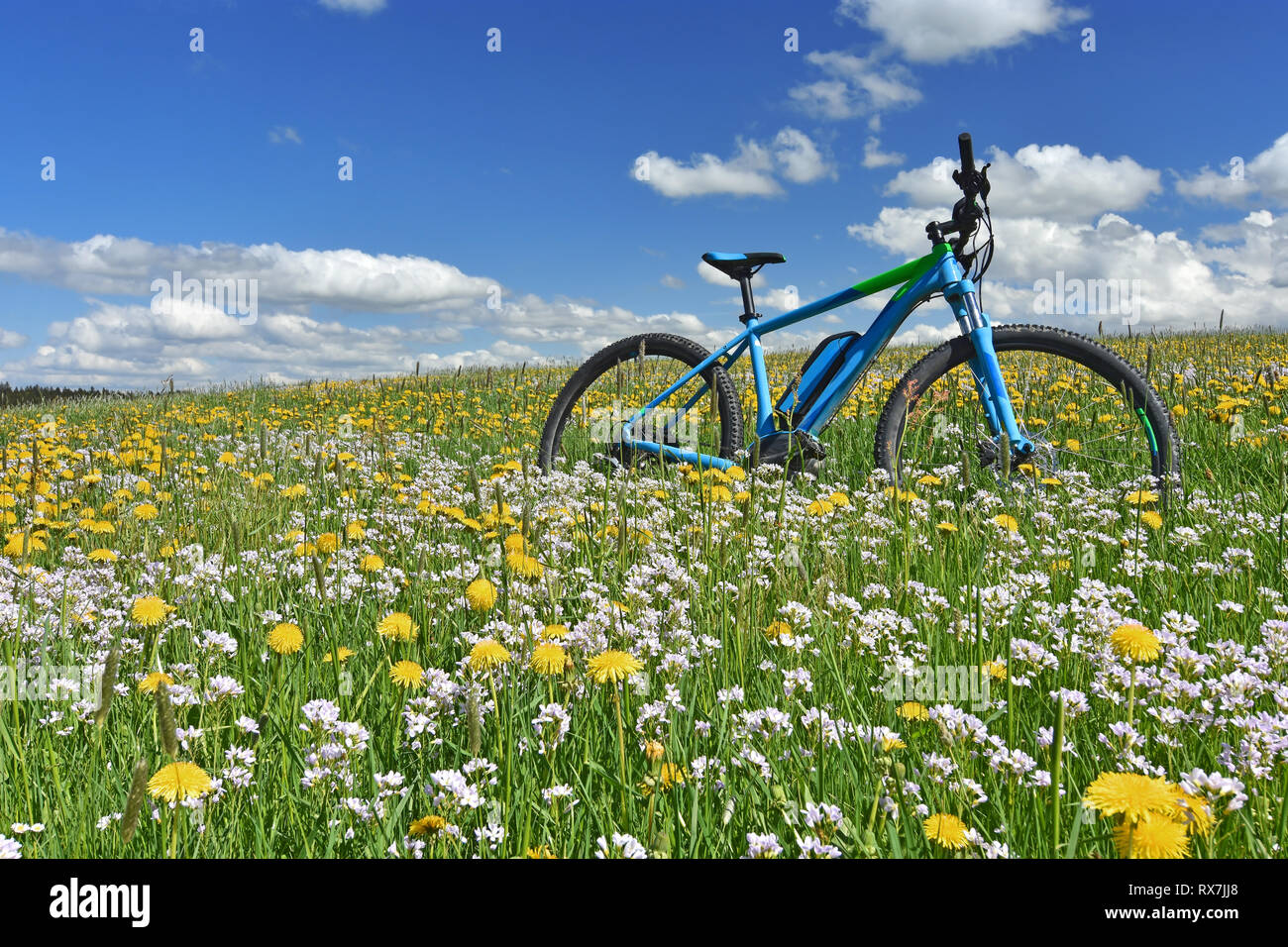 Location dans un printemps coloré prairie avec pissenlits jaunes et blanches fleurs de coucou under blue sky Banque D'Images