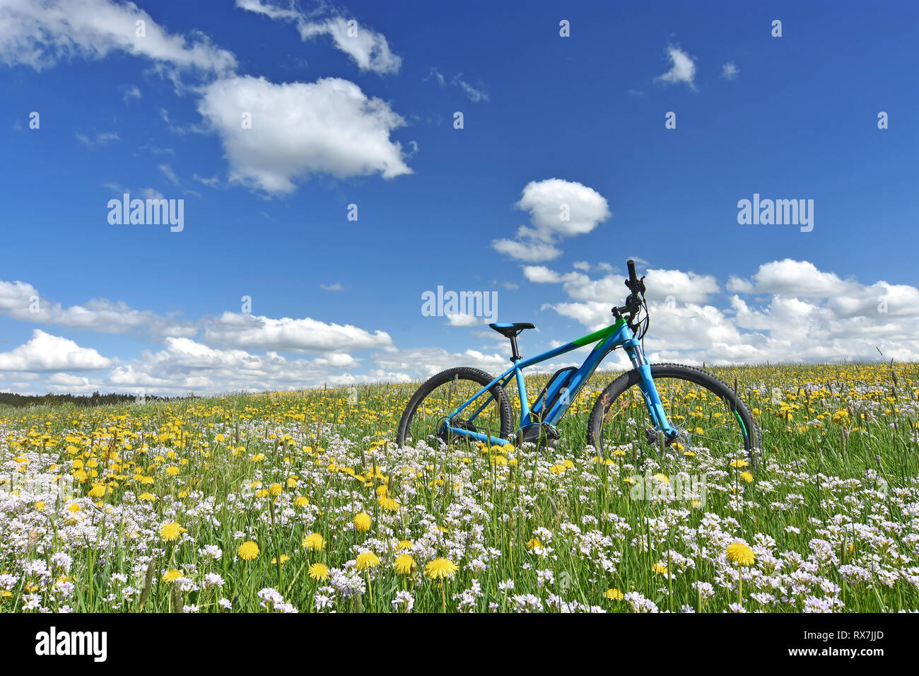 Location de printemps coloré prairie avec pissenlits jaunes et blanches fleurs de coucou under blue sky Banque D'Images
