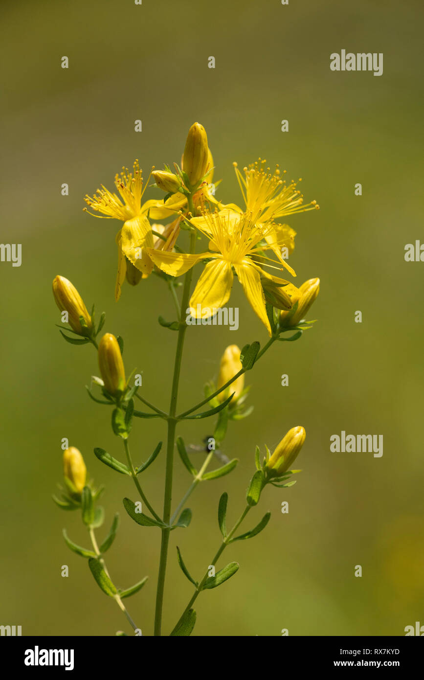 Perforer le Millepertuis Fleur, Hypericum perforatum, Monkton Nature Reserve, Kent UK, utilisé comme plante médicinale Banque D'Images
