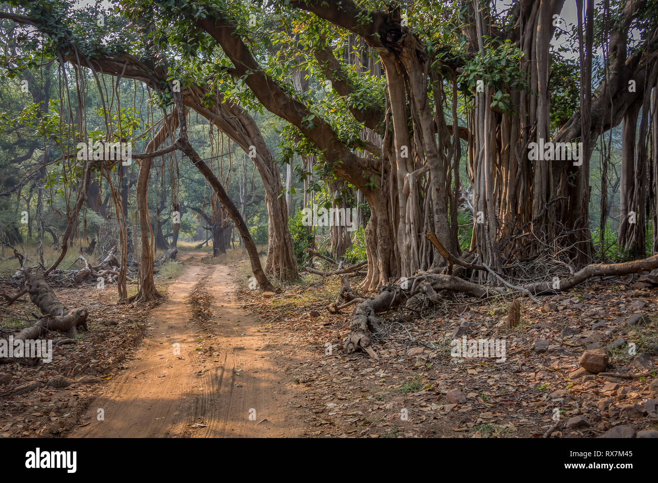 Une route dans la jungle dans le parc national de Ranthambore en Inde Banque D'Images