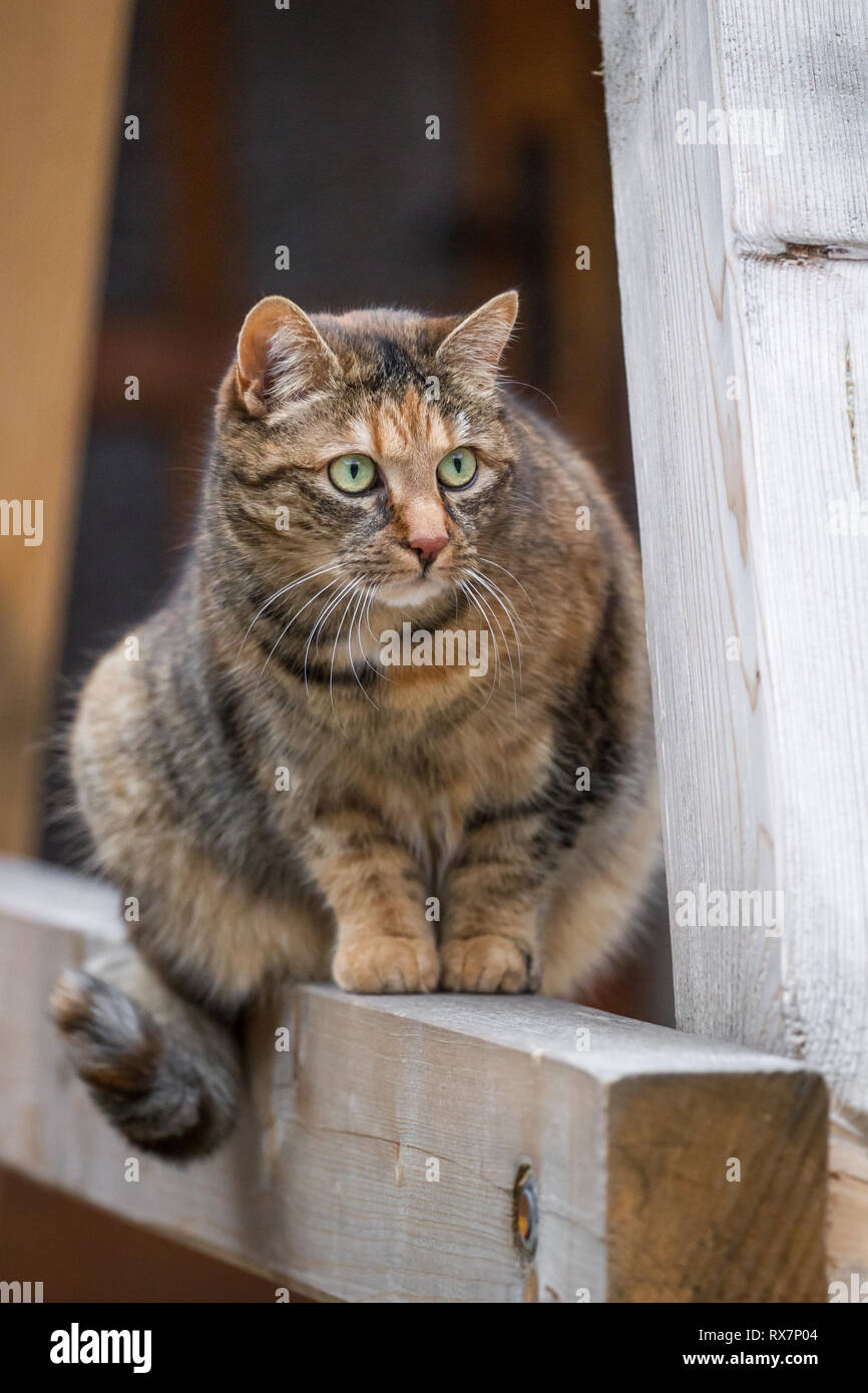 Le maquereau et l'observation de séance de chat de ferme Banque D'Images