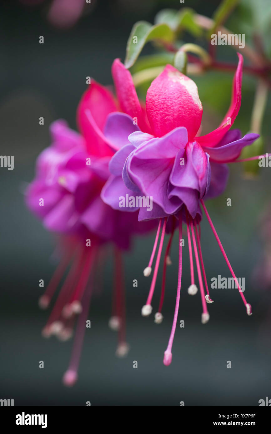 Fleur fuchsia, couleur rouge sang, Jardin, Kent UK Banque D'Images