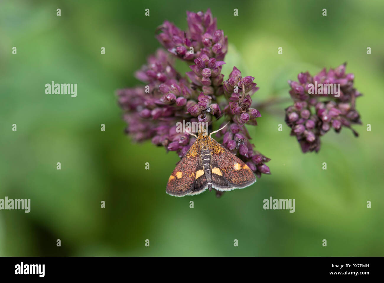 Papillon, de menthe Pyrausta aurata, Warren Queensdown, Kent Wildlife Trust, Royaume-Uni, petit jour & nuit lépidoptère, Banque D'Images