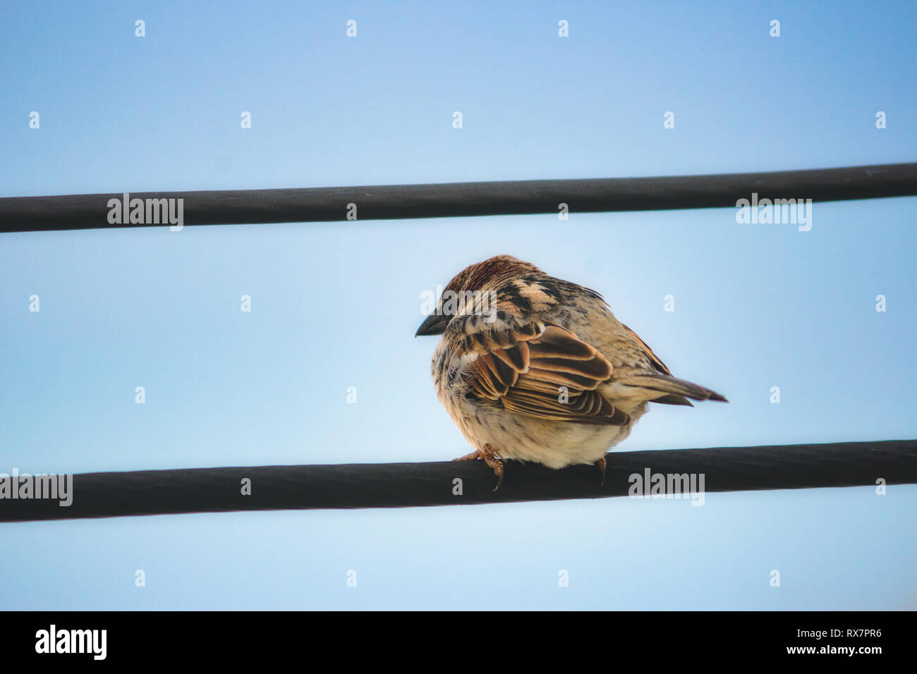 House Sparrow assis sur un fil sur un fond de ciel bleu Banque D'Images