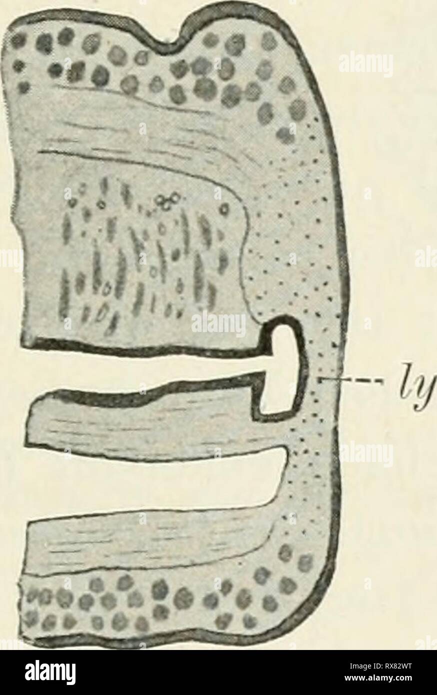 Experimentelle Entwickelungsgeschichte Einführung in die Einführung in die experimentelle Entwickelungsgeschichte (Entwickelungsmechanik einfhrungindie)1903maas Année : 1903 suis ausgebildeten Körper und die régénération. 101 ektodermalen Wucherung aeue Muskeln. Ein neuer Pharynx wird vom zurückgebliebenen entodermalen Darin geliefert in dem sieh, eine nur minimale ektodermale Einstülpung anschliesst zum Durchbruch nach aussen, während der dans Embryonalentwickelung Ektoderm dieser Pharynx vom ganz aus geliefert in wird. Nach einiger Zeit ist der neue Kopf und fertig funktionsfähig. Aehnliche Vorgänge de Banque D'Images