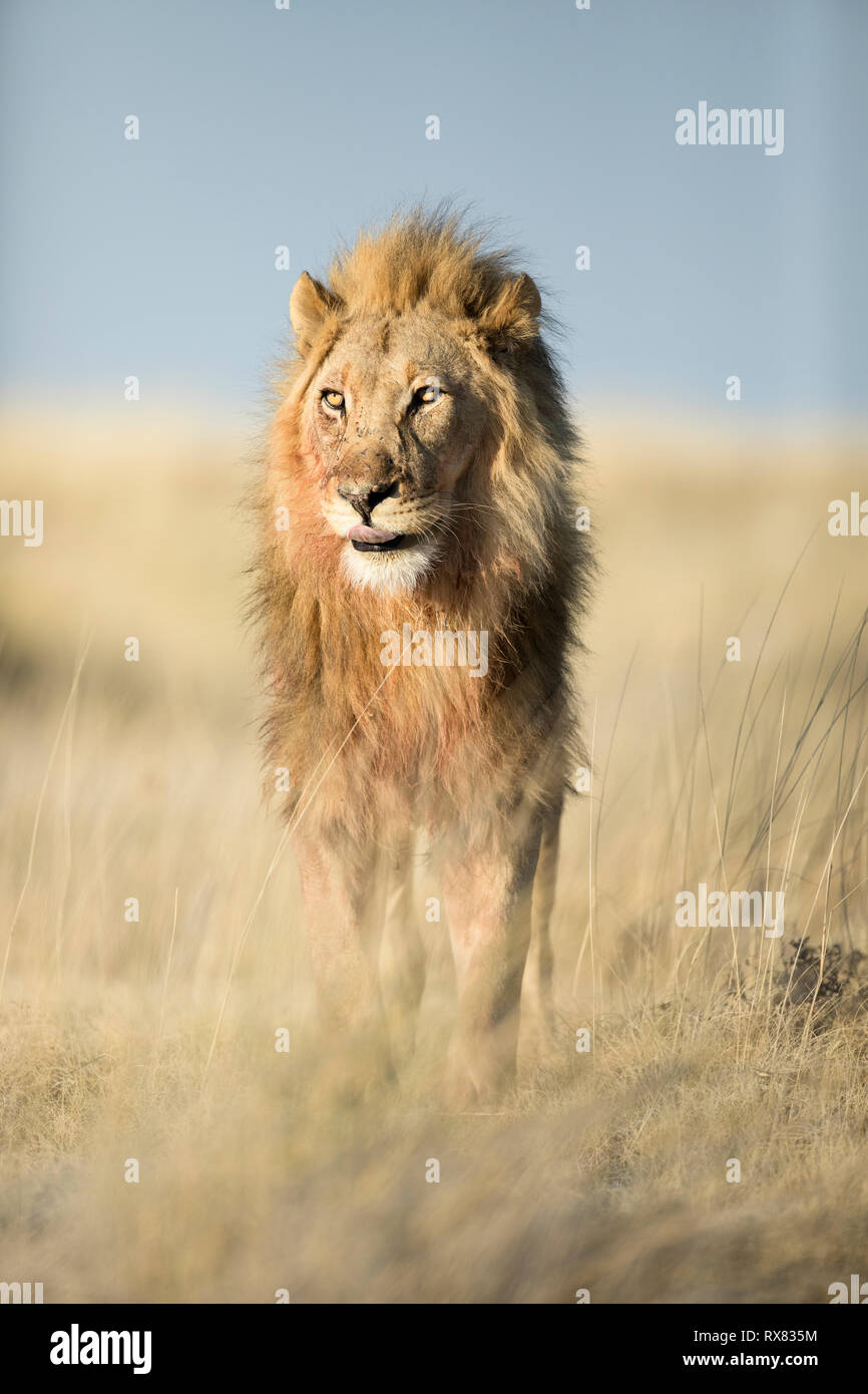 Lion mâle près de Halali dans Etosha National Park, Namibie. Banque D'Images