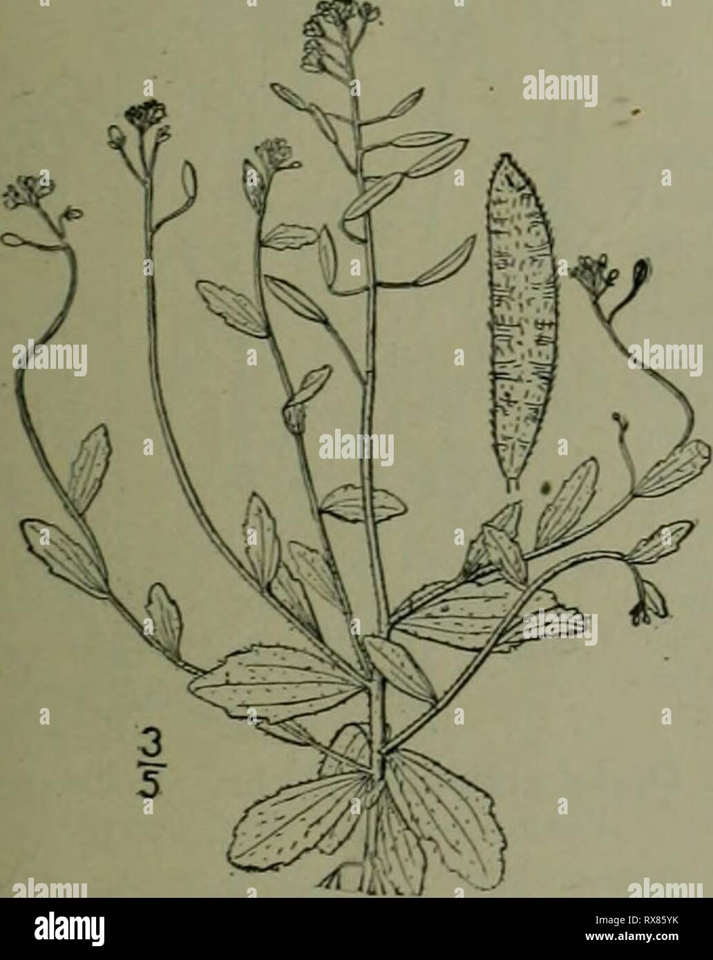 Une flore illustrée de la flore illustrée du nord des États-Unis, le Canada et les possessions britanniques : de Terre-Neuve jusqu'au parallèle de la limite sud de la Virginie et de l'océan Atlantique à l'ouest jusqu'à la 102e méridien d'illustratedflo2ED02brit Année : mars-juin 1913, 3. Draba cuneifolia Xutt. À feuilles en coin Whitlow-herbe. Fig. 1999. Draba cuneifolia Nutt., T. et G. FI. N. A. JE : io8. 1838. Annuel d'hiver, tous les prépubères stellaire plus, 4'-8' de hauteur, la ramification et les ci-dessous. Feuilles obovales, cunéiforme, ou le plus bas, je spatulé'-II' de long, obtus, dentées vers le sommet ; Banque D'Images