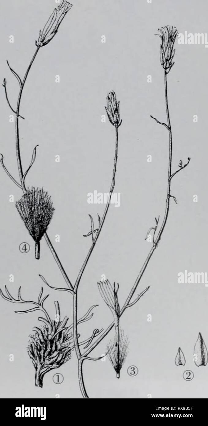 E er duo si zhi e er duo si zhi wu zhi eerduosizhiwuzhi02wuji Année : 2007.7.2 å'ç¶¦è é'± Scorzonera pseudodivaricata Lipsch. Åååaeé«»¦⇨¤aeç¹å¾å± å½¢å¹'çèae Cmï¼ç¬ï¼é« 10-40°ç»¿è²aeé È²ãae¿"ç" ¹É¢è¢¶aeçº¤"éç ç"¡¶è ç'è£å¶ï¼éå çae® ç''ååºå ¹é¢æ±2004-2005°æ ç ç'çèï¼èèªä aeéºae«£é'-¨¶åaeï¼ç ç'åå"é¿ï¼å çºµae · °£±ï¼ae¯æ æ è¢"ç-¯ãåºçå¶aeae æ¡¿ï¼é å½¢å¯è¾¾ fmï¼åºé aeå¤¨17§¤è²aeéº aeae£è¦¶äºçï¼ è²çéï¼èçå aeé«¨ä½ä½äºaeåºé¶¯è aeae å ¹Çï¼Å¤Å°åé°ç¶¯ae²ãae¡å¼ å½¢aeç¡å½¢æ-ï¼é Ï¼å¿l-9cm®½0.5-3mmï¼å »¯ ç æ'ï¼aeae¶åå å°¯ae²ï¼ä å¼·é'¨¶å ç å-ï¼åé³çç¶ãå¤°ç'¶åºåçäºaeç¯è±" ï¼å · 7-12Å°è±ï¼å¤æ°å¨¡¶aeåaeçae¾çèä¼åé èé¥ç¶ï¼ae« èåç¿ï¼é¶ç-cmï¼å® 1,5-2½3-6mrnï¼ae« ï¼ae5èç±å æ¯æ è¢"éç¶¶ç'èä æ¯ï¼å Banque D'Images