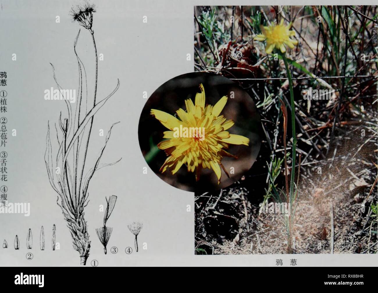 E er duo si zhi Banque D'Images