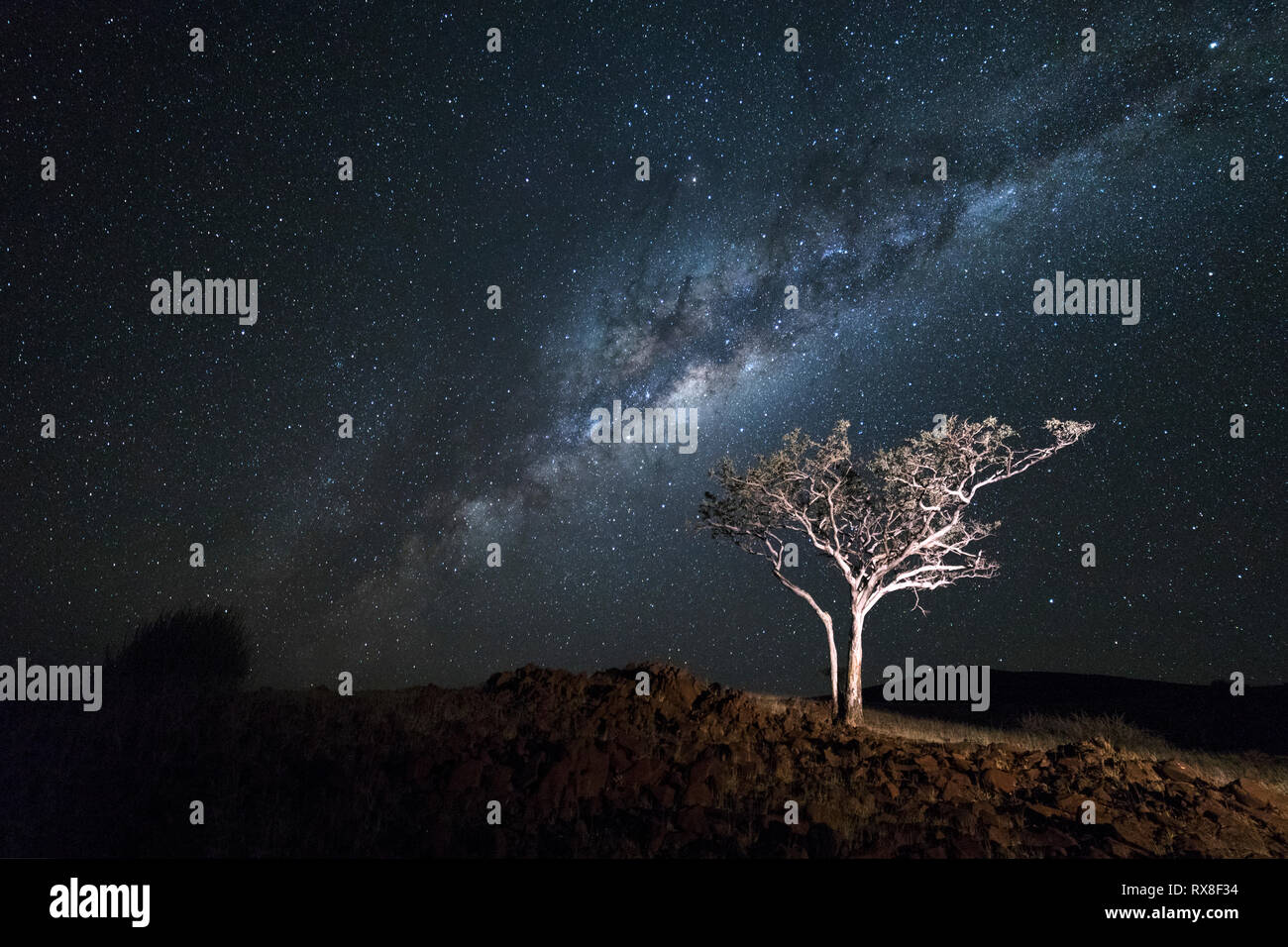 Un arbre avec la voie lactée au-dessus de lui dans la région de Kunene, concession de Palmwag, Namibie Banque D'Images Un arbre avec la voie lactée au-dessus de lui dans la région de Kunene, concession de Palmwag, Namibie Banque D'Images