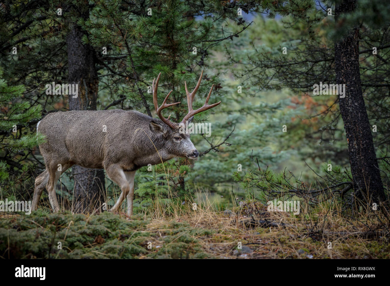 Odocoileus hemionus - Mule Deer, Jasper National Park, Alberta, Canada  Photo Stock - Alamy