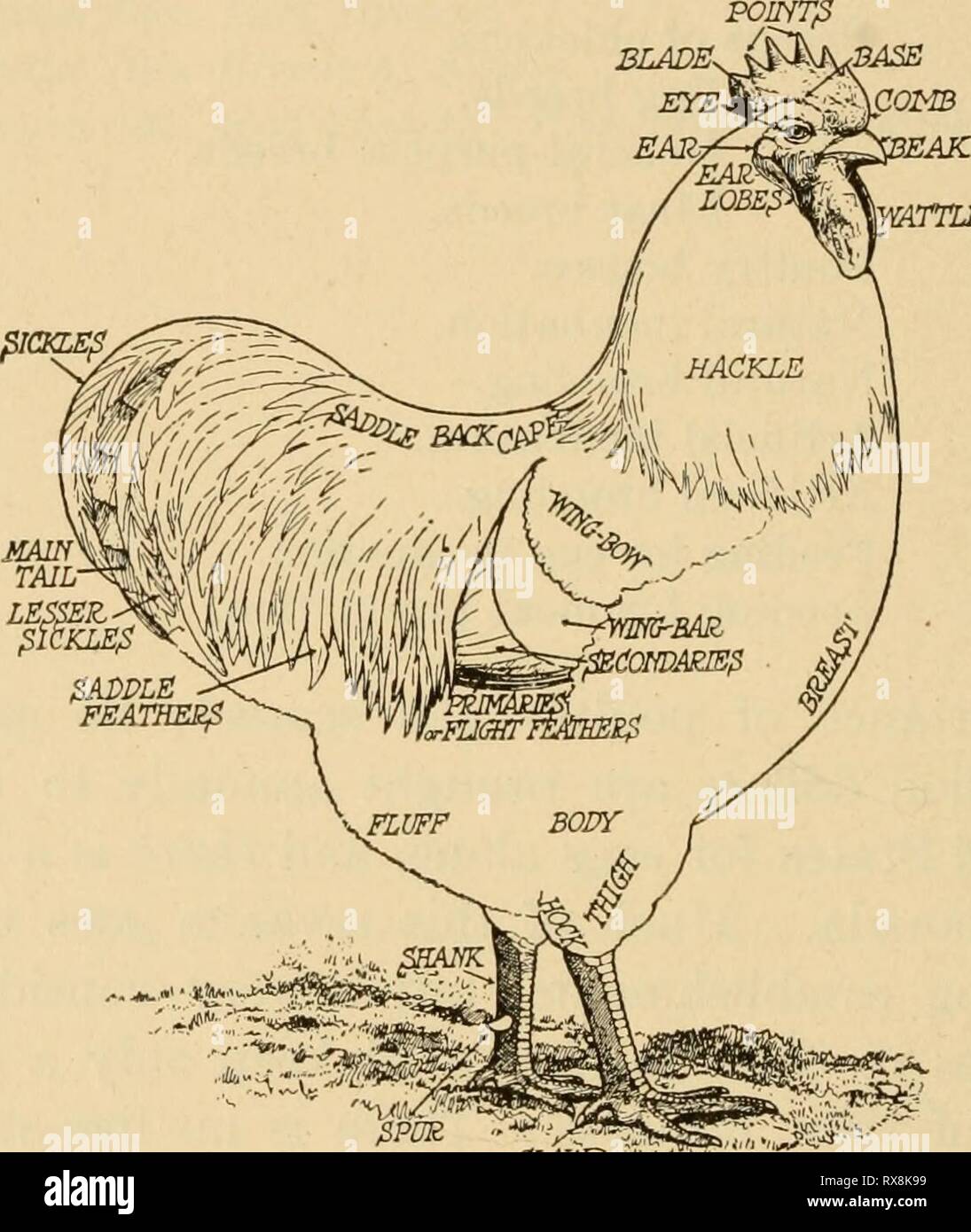 L'agriculture efficace, un texte-livre pour l'agriculture efficace, un texte-livre pour les écoles américaines effectivefarming00samp Année : 1919 426 212 Agriculture efficace. Types de volailles. - Les poulets sont classés de deux façons, selon l'origine de la race et en fonction de l'utilité de la volaille. Comme pour se reproduire, ils sont énumérés comme la Méditerranée- ranéen, Américain, Asiatique, l'anglais, belges, français, allemand, néerlandais, polonais et avec des classes spéciales y compris jeu. Ban- tams, soyeux, Sultans, et Frizzles. À partir de l'utilitaire stand- point ils sont classés comme à usage général, des oeufs, de la viande, et mTTLE^ »/Il"' -^^^ - ' •* F Banque D'Images