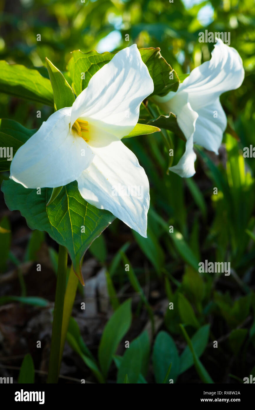 Trille blanc (Trillium grandiflorum) jusqu'à proximité de la province de l'Ontario, fleur en bois de bush, c'Orangeville, Ontario, Canada Banque D'Images