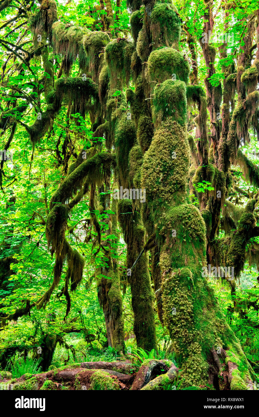 Hall de mousses Trail, Hoh Rainforest, Olympic National Park, Washington, USA Banque D'Images