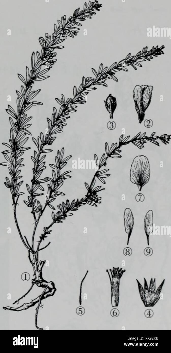 E er duo si zhi e er duo si zhi wu zhi eerduosizhiwuzhi01wuji Année : 2007.7 è±ç§ 4. É¿¶Å"å éae Lespedeza' caraganae Aeç¹å¾èae¬Bunge å½¢ç¶åçae cmãèç¨ï¼é« 40-60'ï¼aeåaeï¼è¤è²ï¼å ç"·ç"æ£±ï¼è'"ç-ãç¾½ç¶¯aeae ä'åºå¤¶ï¼aeå¶é å"ç¶ï¼è¤è²ï¼å Ï¼å¿å®-¶¿ï¼é aeé 1-2mm¡¶¶è¾é çå°å¿¡ï¼ae çåå½ Ï¼é¶ç¢¿1.5-3cm, å®½2-3mmï¼å¯åå½¢ç" å¹ï¼aeç åºå aeå¾®-ï¼åºé¨°æ¥å½¢ï¼è¾¹ç¼åå Ï¼ä·'é¢æ æ¯ï¼ä'é¢å¯¶å¹³ç è¢"ç-æ æ¯ãae¶è"ç±åºè Çï¼ae"è±æ¢ç aeae-ï¼å Ï¼è ·3-4è±¿äºä¼å½ Åºï¼è' è ±±æ¢é¿l-2mm;å° èçåµå½ Ï¼è .¢éå°¿è¼è¶éç±ï¼é Mmï¼ae¿4-4.5·±è£è¿åï¼è éå½ çae£"¢ï¼é¿ï¼è ae'å°±å é"ç½è²ï¼aeç åå½¤-æ£¢æ æ¤¶ååµç åå½¨ï¼åºé¢-aeç Aeï¼å»«¿çªï¼ç ·ç-¼ç È¾aeç££ç-ï¼é¾éª¨ç£ä'aeç¿ç£è-é¿ï¼ae ç£è±å° ï¼å¯ç äº Banque D'Images