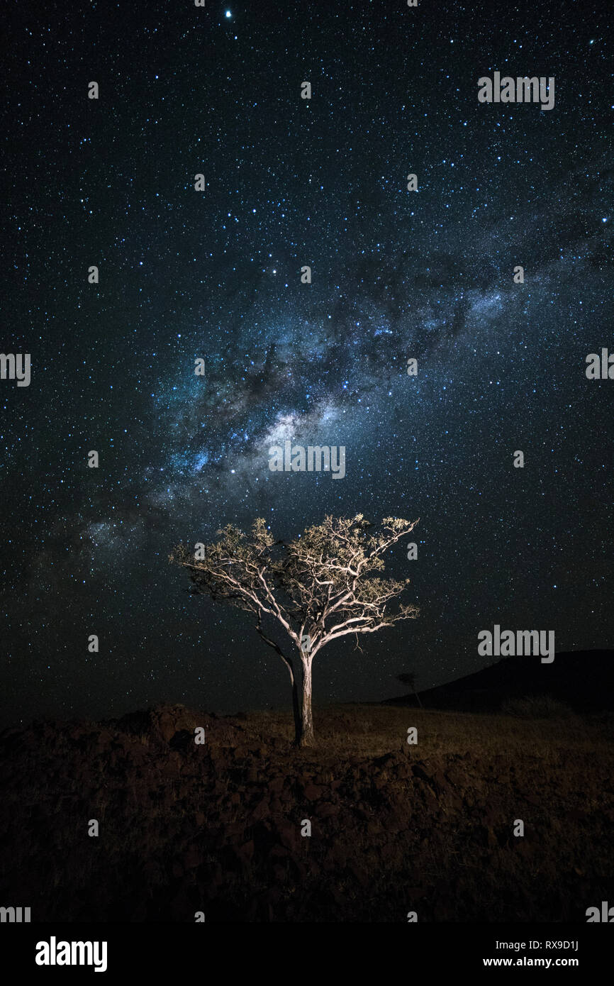 Un arbre avec la voie lactée au-dessus de lui dans la région de Kunene, concession de Palmwag, Namibie Banque D'Images Un arbre avec la voie lactée au-dessus de lui dans la région de Kunene, concession de Palmwag, Namibie Banque D'Images