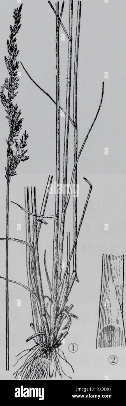 E er duo si zhi e er duo si zhi wu zhi02eerduosizhiwuzhi EERDUOSIZHIWU wuji Année : 2007.72HI 1.ç¡¬⇨¨aeçç¦'¾ â ¢ Poa sphondylodes Trin. ex Bunge å½¢aeç¹å¾å¤çèae¬ãé å¹'¡« ¹Çº¤æ ç"ï¼ae ¹å¤å''å ·ç å¥ãç§ç'ï¼å¯ç"ä'¿cmï¼è Çï¼é« 20-60è±åº¨ç²ç³ãå ç ä'¶¿äºèé ï¼ae éé'¯ï¼åºé¨æ è å''åae¡ç'·"è²ï¼å¶¨ï¼å èèè' ç"¯ï¼aeaeè ï¼é éå°3-5mm£¿¶¿çaeå¹³ï¼é;å 2-9cm ï¼å Ï¼ç-1.5mm®½L¨ç²ç³ãåé åºç'±è¥§¿ç¼ï¼é ï¼å ½çº 3-10cm®… 1cm ï¼ae Åaeï¼ç²ç³ï¼å¯ èå ·22-11°¿è²ï¼aeçååèé« çç" è²ï¼é¿24-26mm,Å"3-6Å°è±ï¼é¢æ"éå½ Ï¼å¯' ç"¨ç²ç³ï¼ç ï¼ç éå°¬¬ä'é¢é¿çº¦2.5Mmï¼Ç¬¬äºé¦çº¿é¢3mm;å æ¡¤« éå½¢æ'ï¼å¯ç-ç"¨ï¼èä èè''é¨¨è¾¹èåºé 2/3 ä'è¾é¿1/2å ·aeae¯ï¼åºçå ·ä'-éçé µae¯¿ç"ï¼ç¬¬ä'å¤¨çº¿ç é… 3mm Banque D'Images