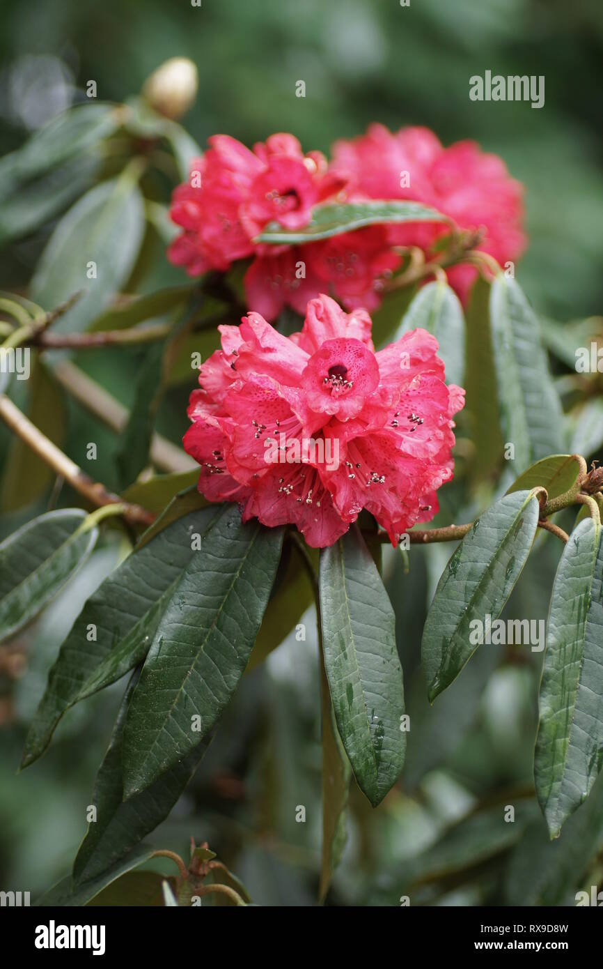 Rhododendron arboreum à Clyne gardens, Swansea, Pays de Galles, Royaume-Uni. Banque D'Images